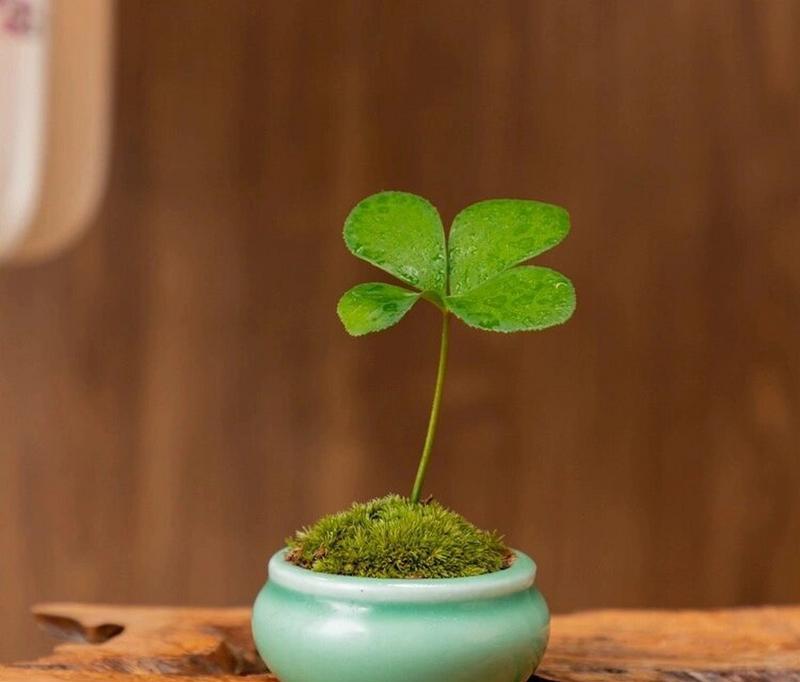 青铁树的花语有何寓意？