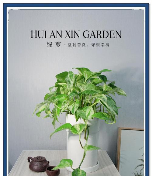 绿箩的花语和它的生长环境有何关联？