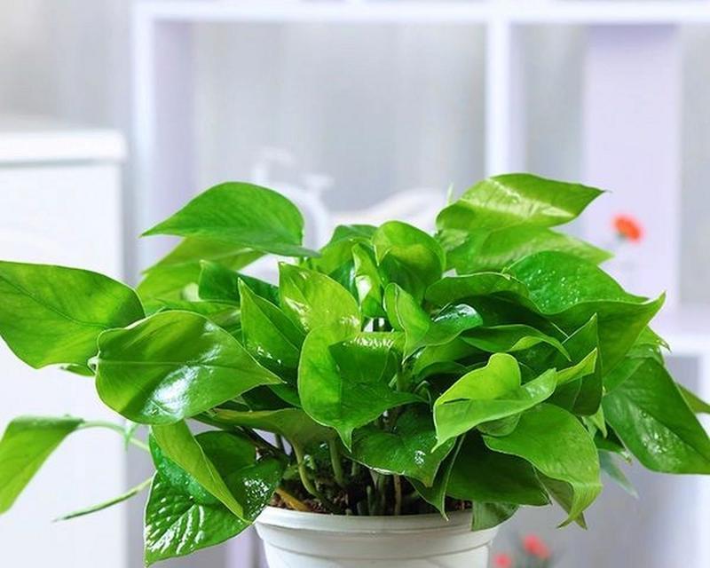绿箩的花语和它的生长环境有何关联？