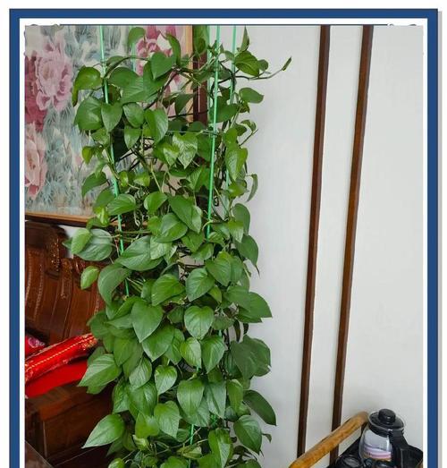 绿箩的花语和它的生长环境有何关联？