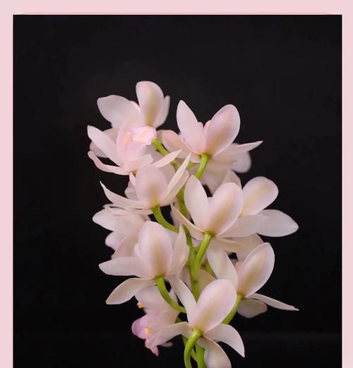 蕙兰白色花的花语有何深意？