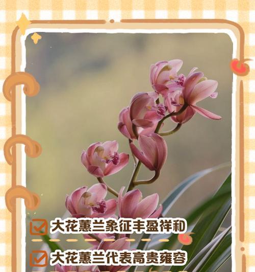 蕙兰白色花的花语有何深意？