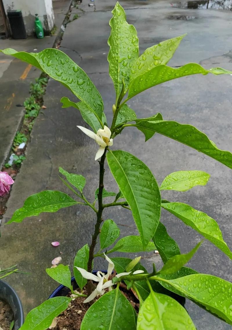 蕙兰白色花的花语有何深意？
