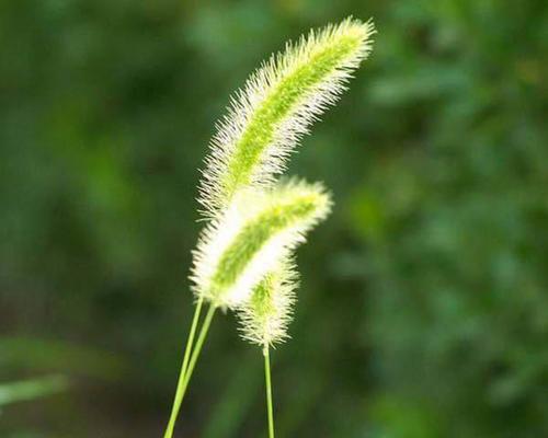 绿色魔杖的花语是什么？它象征着什么？