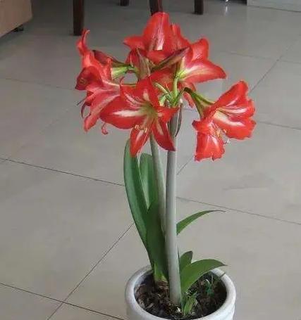 哪种花代表带走感情？