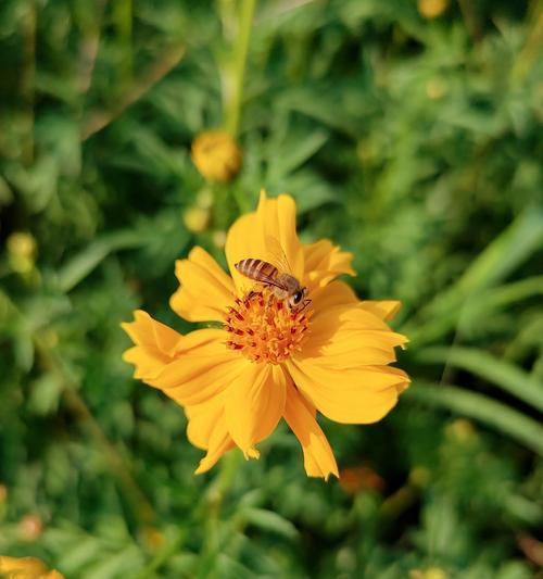 道具美美哒花语是什么？花语有哪些美好的寓意？