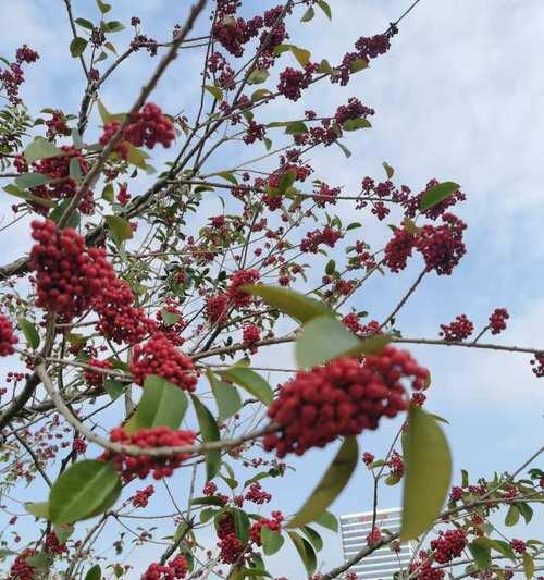 小冬青的花语是什么？它在花语中代表了什么？