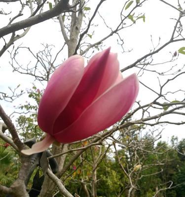 猪腰花束的花语有何特别之处？