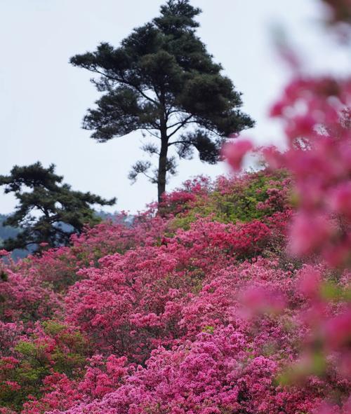 自由记忆的花语代表什么？