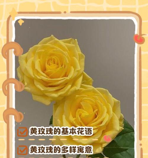 骄傲玫瑰花的花语有何深意？