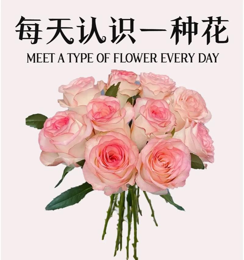 骄傲玫瑰花的花语有何深意？
