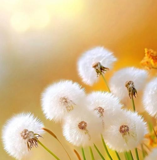 小洁花语的结局有何寓意？