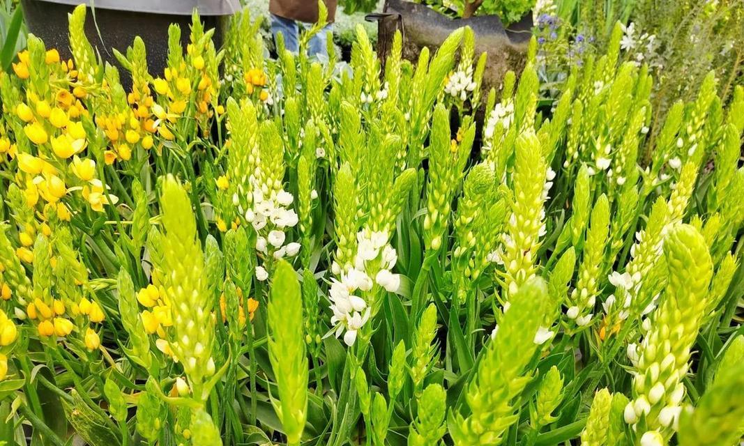 小洁花语的结局有何寓意？