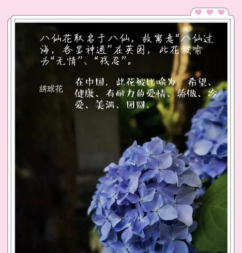什么花代表美丽与高贵？这些花的花语有哪些？