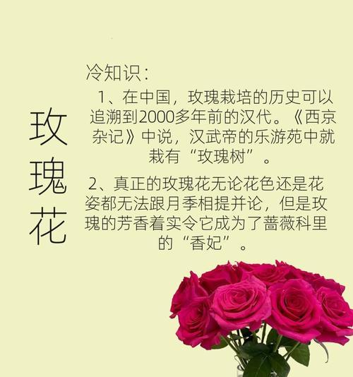 玫瑰与月季的花语有何区别？