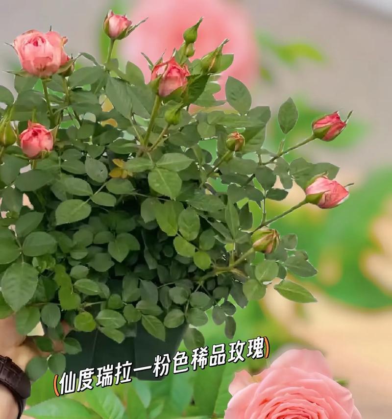 玫瑰与月季的花语有何区别？