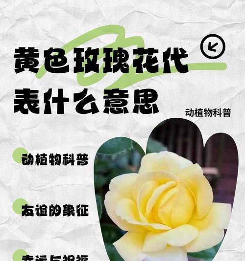 1500朵玫瑰花代表什么含义？1500玫瑰花的花语是什么？