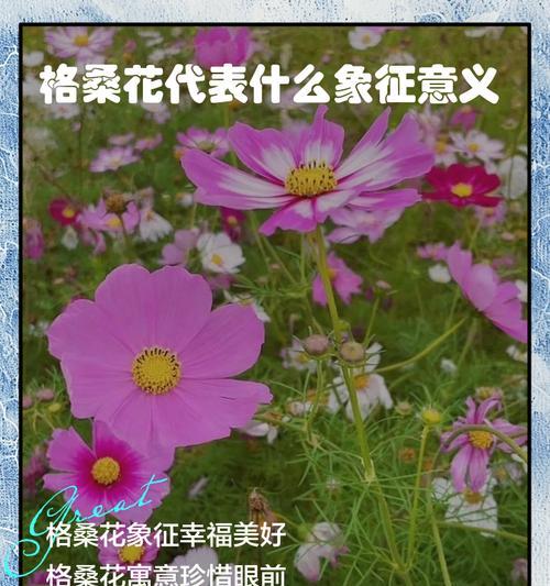 冬季花卉的温暖寓意是什么？它们代表了哪些情感？