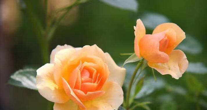 冬季花卉的温暖寓意是什么？它们代表了哪些情感？