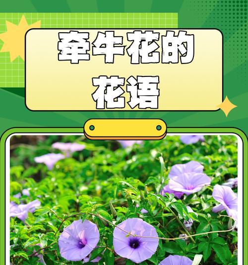 珍惜感情的花语是什么意思？哪种花代表珍视爱情？