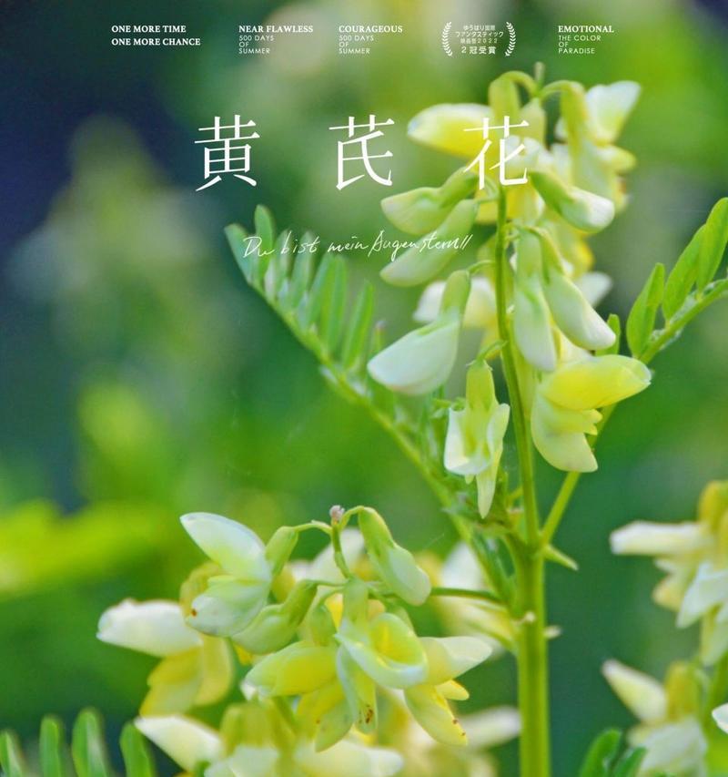 哪种花朵的花语是期待？它象征着什么？
