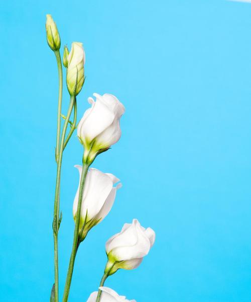 白桔梗和紫罗兰的花语是什么？它们各自代表什么？