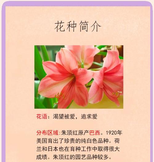 具有超然脱俗之意的花语是什么？它象征着什么？