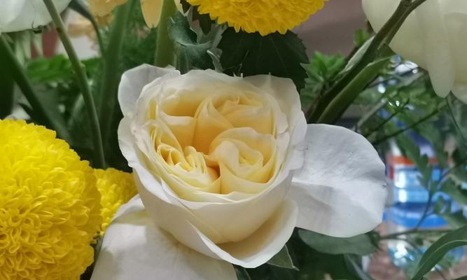 具有超然脱俗之意的花语是什么？它象征着什么？