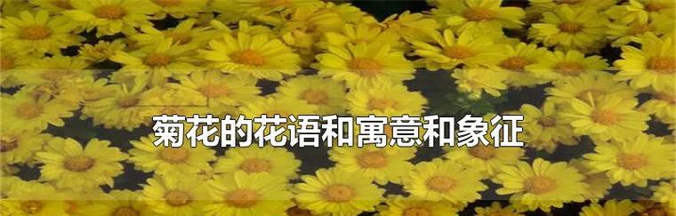 具有超然脱俗之意的花语是什么？它象征着什么？