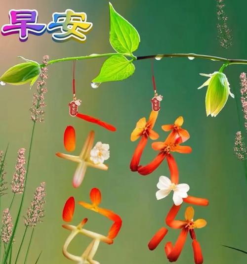 永远快乐花象征着什么？它传递了怎样的信息？