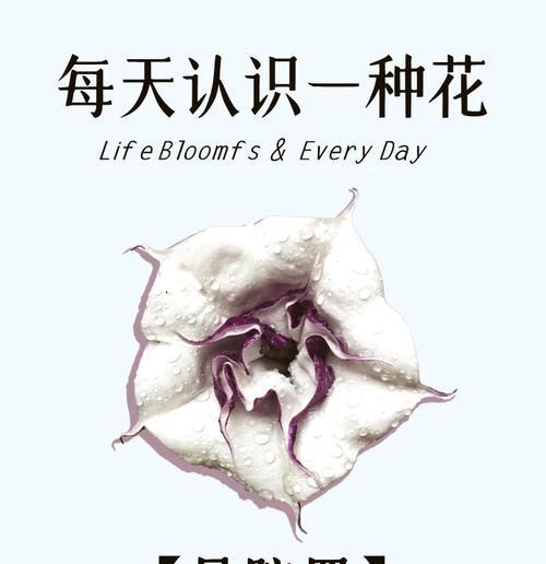 永远快乐花象征着什么？它传递了怎样的信息？