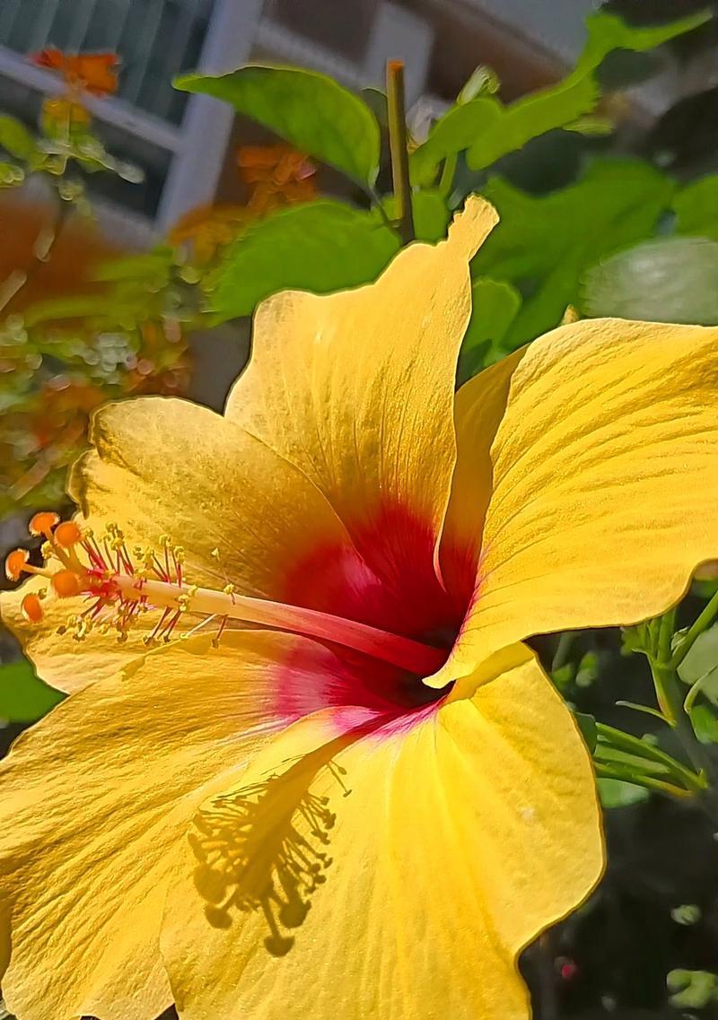 黄色花朵传递什么信息？花语和寓意有何特别之处？