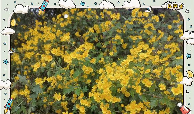 黄色花朵传递什么信息？花语和寓意有何特别之处？