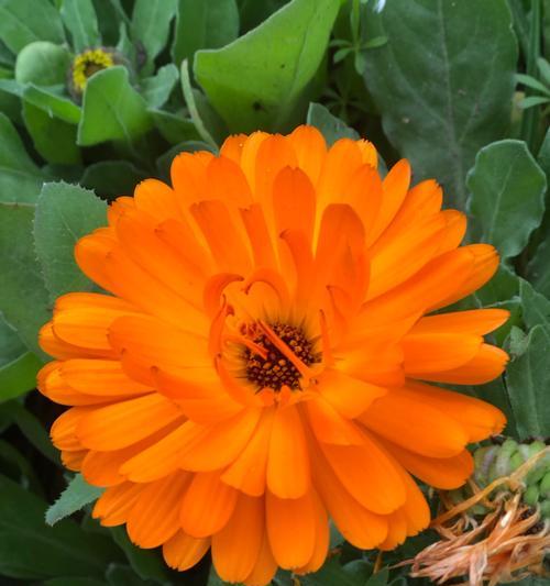 黄色花朵传递什么信息？花语和寓意有何特别之处？