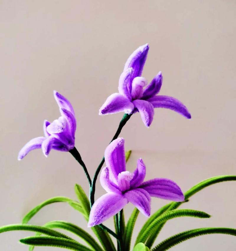 兰花别名及其花语有何深意？