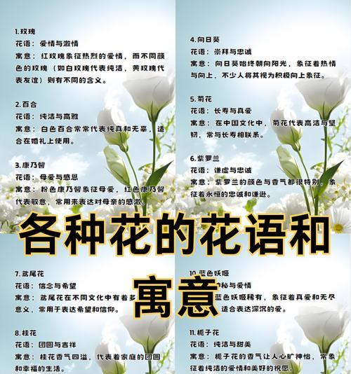 路边的木春菊是什么花语？它代表了什么？