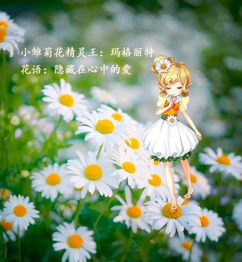 路边的木春菊是什么花语？它代表了什么？