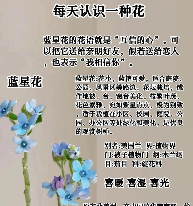 星美人花语代表了什么？