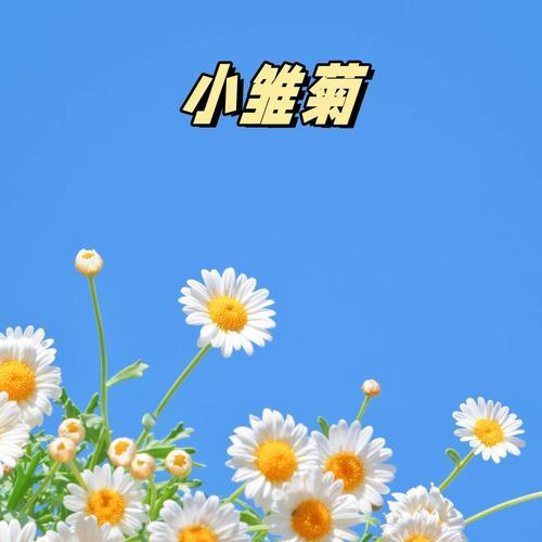 小雏菊与玫瑰花搭配的花语是什么？它们共同表达什么？