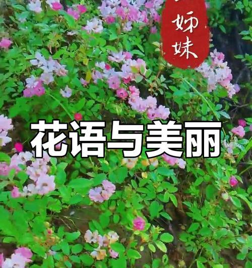 哪种花的花语代表友好？