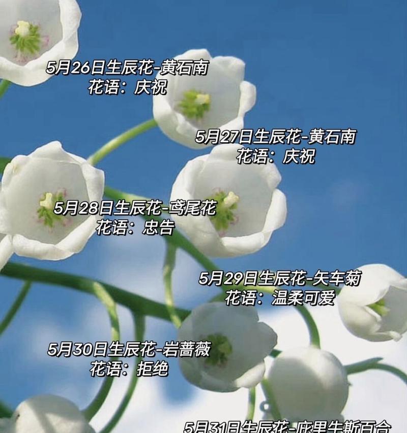 哪种花的花语代表友好？