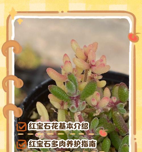 红石兰的寓意和花语有哪些？它在送礼时有何特殊含义？