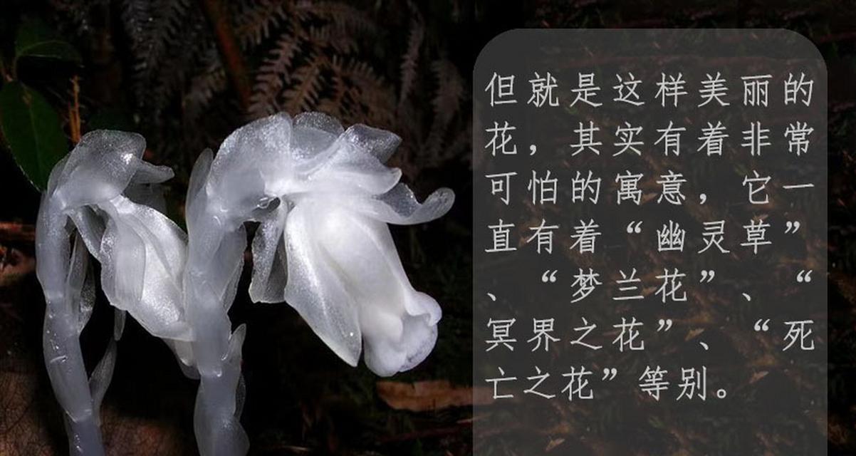 红石兰的寓意和花语有哪些？它在送礼时有何特殊含义？