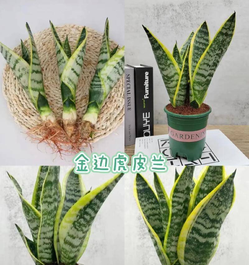 虎皮兰的花语有何含义？