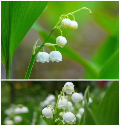不同颜色铃兰的花语有何不同？