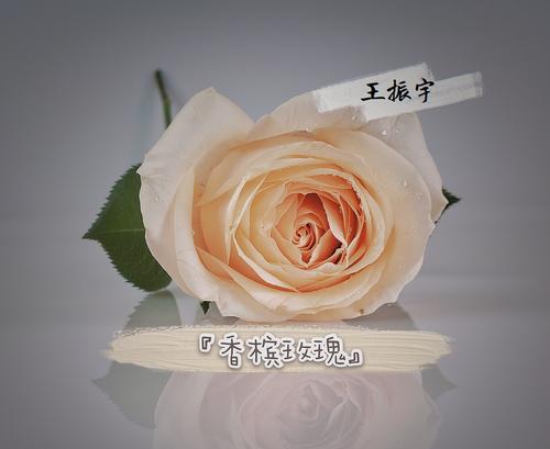 香槟玫瑰的花语有哪些？它们代表了什么情感？