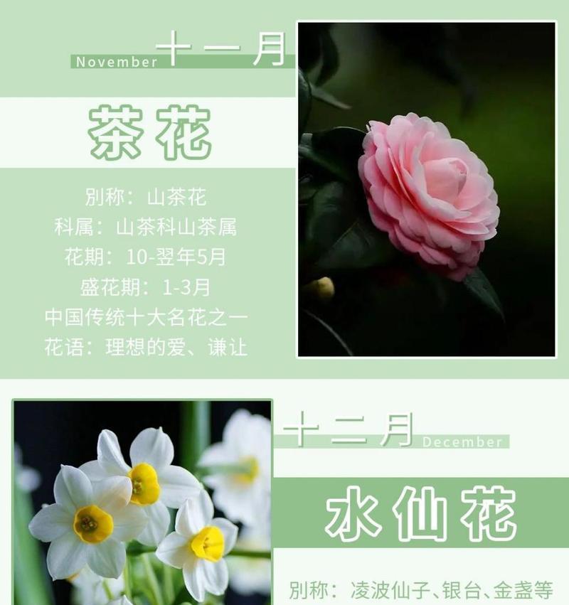 忠贞刚烈的花语是怎样的？