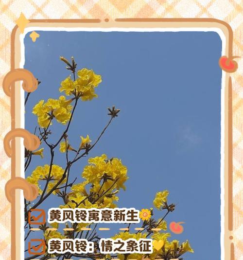 风铃花语的含义和寓意是什么？风铃花在花语中代表了什么？
