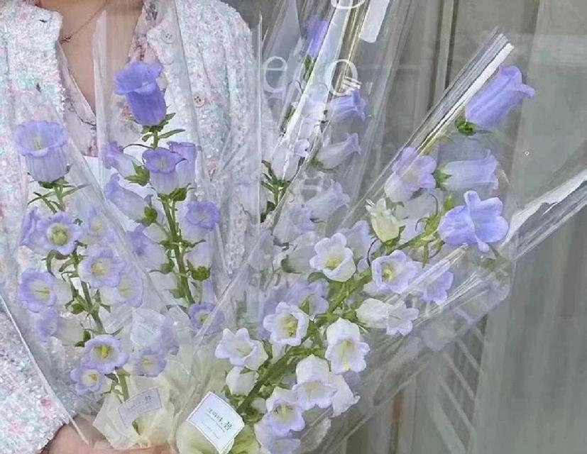 风铃花语的含义和寓意是什么？风铃花在花语中代表了什么？