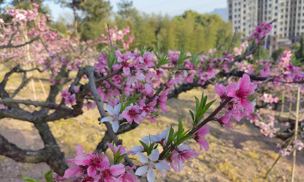 春桃玉花的花语代表什么？